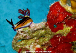 Red Sea nembrotha. Red Sea only. by Elena May Izyumskaya 